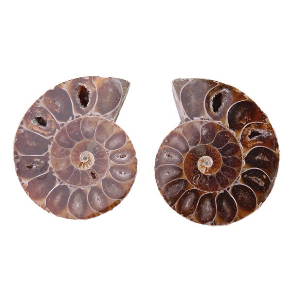 Ammonite Specimen Shell Madagascar Natural Stones Carousel 3