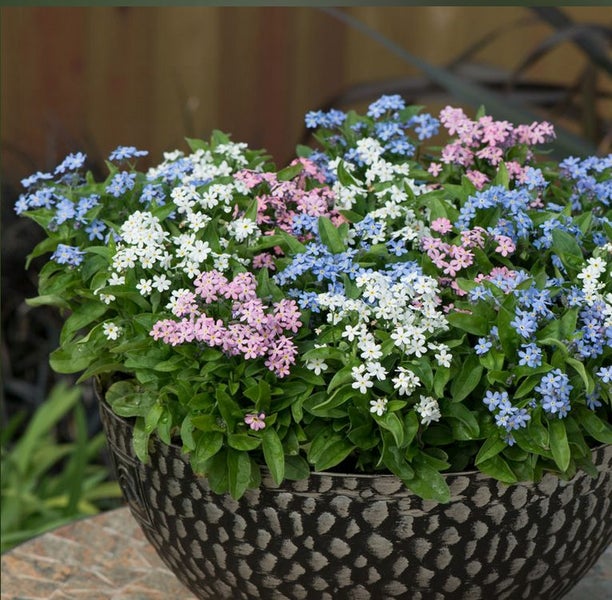 MYOSOTIS alpestris 'FORGET ME NOT MIX' seed ~ Groundcover, Banks, Pots PERENNIAL Carousel 1