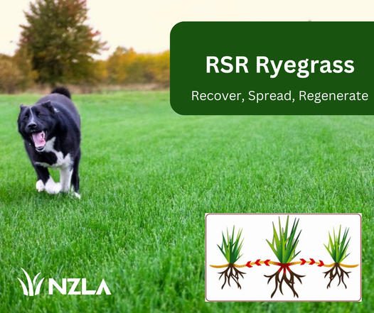 NZLA RSR Ryegrass (Recover, Spread, Regenerate Lawn Seed) - - - [5kg] Carousel 2