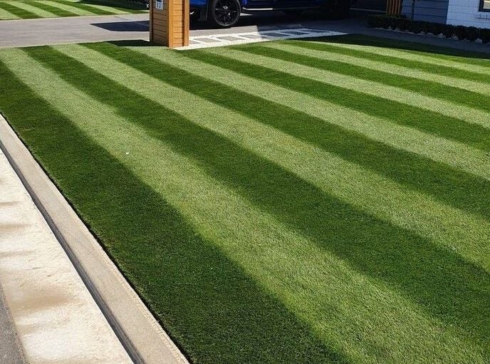 NZLA Ultimate Fine Fescue (Lawn Seed) - - - [1kg] Carousel 2