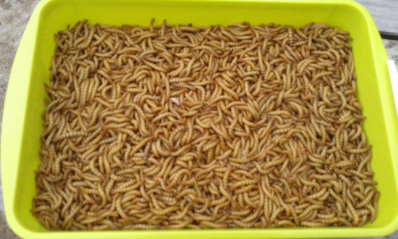 "LIVE" Mealworms approx 1500 med to large 225 grams !!! FREE SHIPPING!!!!* Carousel 1