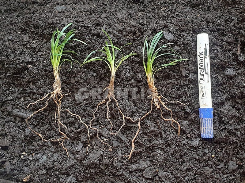 Dwarf Green Mondo Grass 'Nana variety' - Only 89c Per Plant Carousel 5