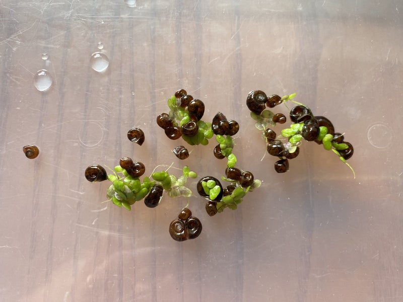20x Ramshorn Snails (mix sizes) Carousel 1