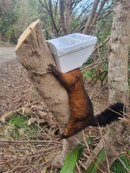 Trapinator Possum Trap62932725751171113