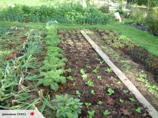 $40 AUTUMN/WINTER PLANTING COMBO Carousel 1