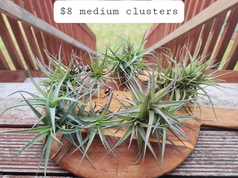 SALE: Tillandsia bergeri Air Plants - CLUSTERS Carousel 1