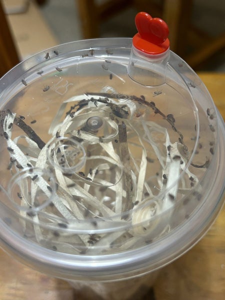 Flightless Fruit Fly Culture - one cup Carousel 2