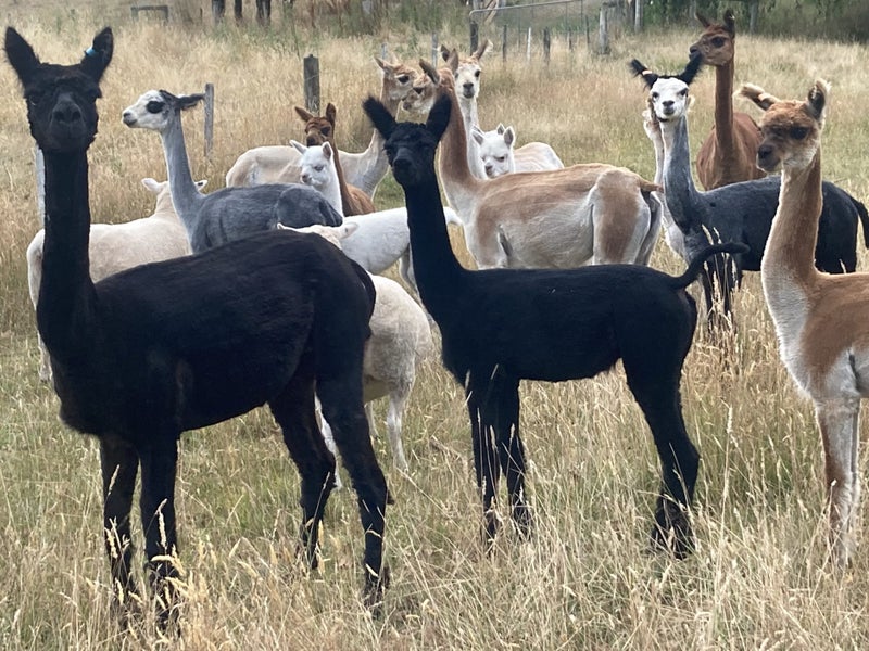 Alpacas Carousel 2