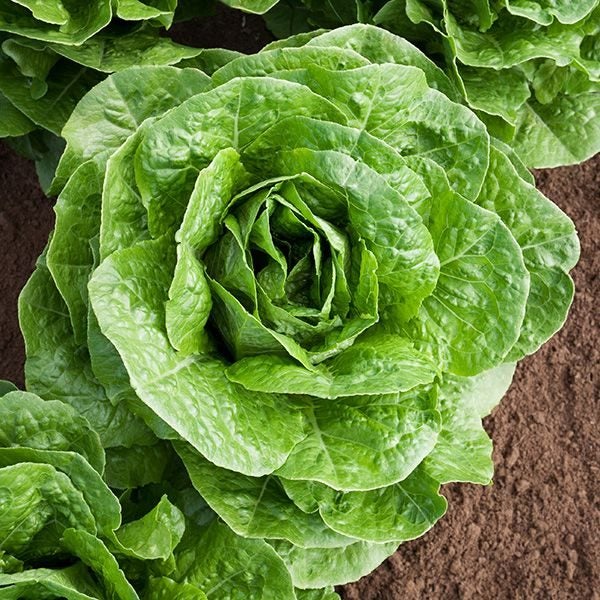 Organic Lettuce Parris Island Cos :Great baby leaves, heads, salad! MIN 200 Sds Carousel 3