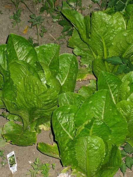 Organic Lettuce Parris Island Cos :Great baby leaves, heads, salad! MIN 200 Sds Carousel 2