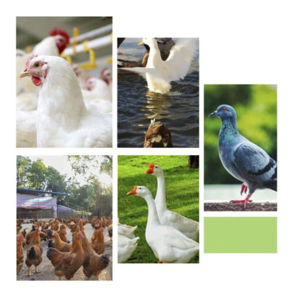 Chicken Feeder Sale NZ Stock Deal Carousel 8