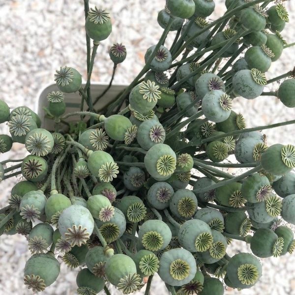 Papaver Poppy "PEONY SALMON" seed x 30 ~ New, Borders, Pots, Cut + Dried Flowers Carousel 4