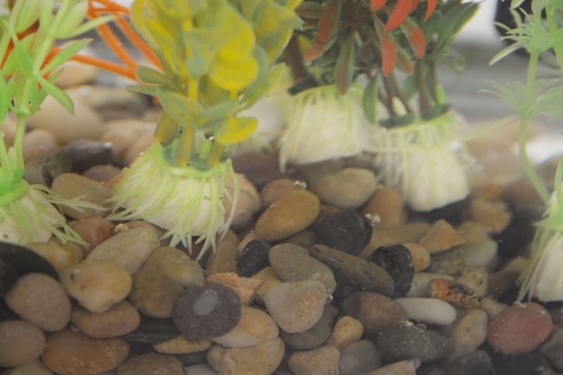 Premium Aquarium Gravel 8-12mm 25kg Carousel 1