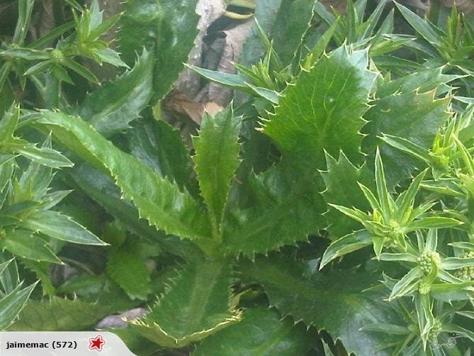 MEXICAN CORIANDER - 20 SEEDS Carousel 1