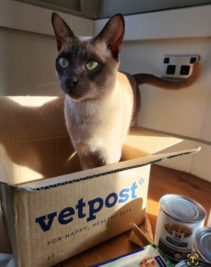 Lost Chocolate Burmese Cat Carousel 1