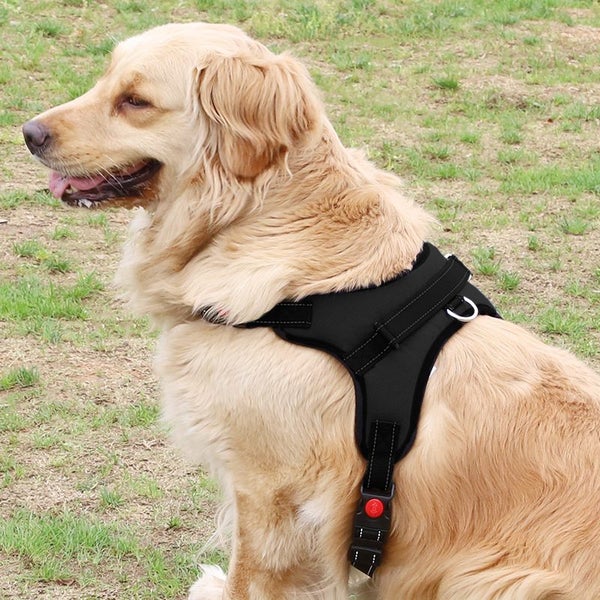 Dog Harness New Carousel 1