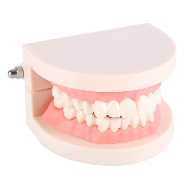 PVC Dental Teaching Standard Model Demonstration Teach Children Brushing Teeth Carousel 1