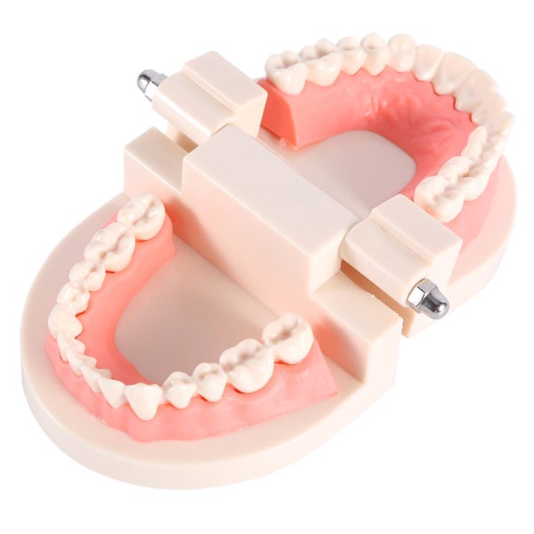 PVC Dental Teaching Standard Model Demonstration Teach Children Brushing Teeth Carousel 3