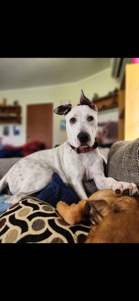 Rescue Puppy Pepper Carousel 1
