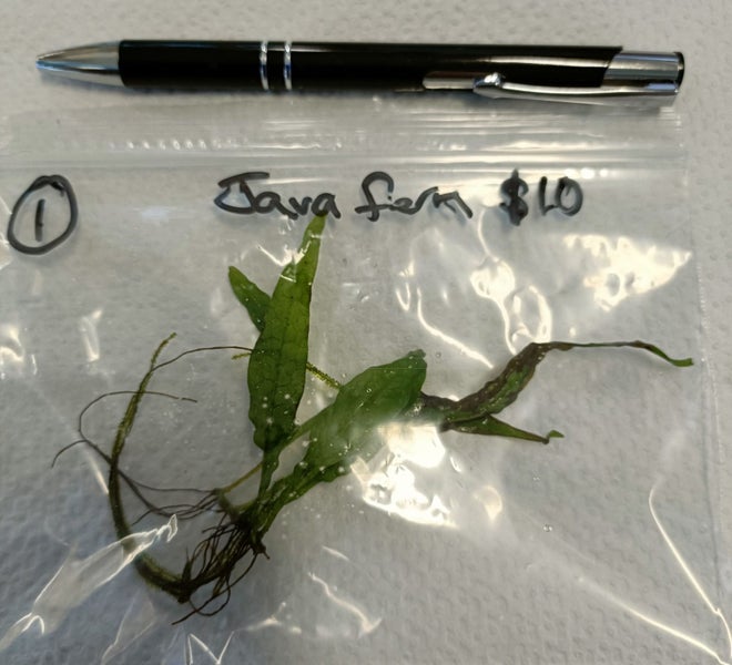 Java Fern juvenile plants with lots of new leaves Carousel 1