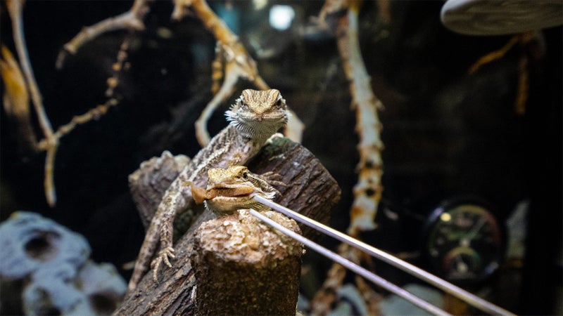 Inland Baby Bearded Dragons - Pogona vitticeps Carousel 1