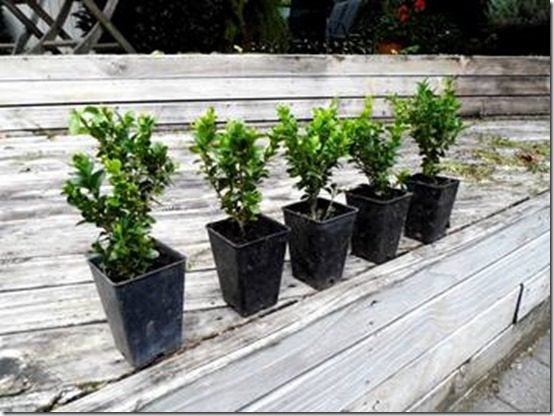 Buxus Sempervirens plants x 100 plants Carousel 1