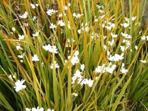Libertia Big Pod NZ Iris or Mikoiko bright orange autumn Carousel 1