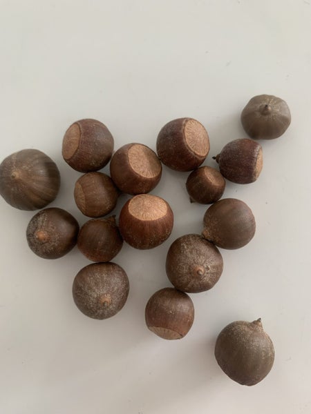 ACORNS. REAL FROM PIN OAK TREE Carousel 2