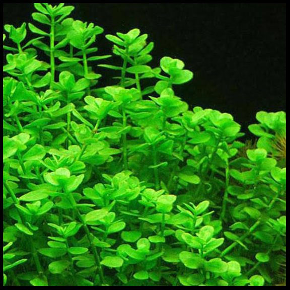Baby Tears (Bacopa Monnieri) Carousel 2