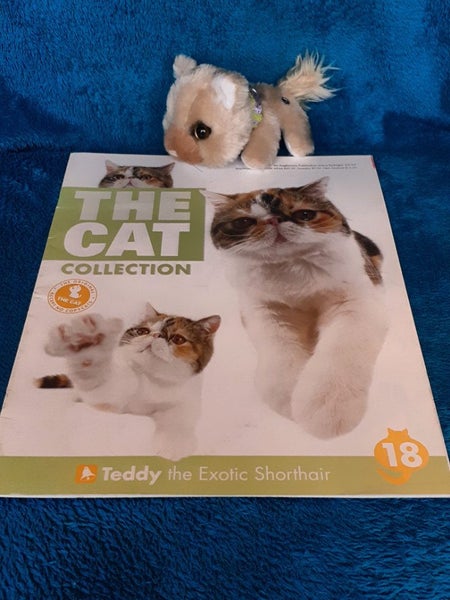1book & free toy, Cat Collection, Persian Exotic, cat, kitten. Carousel 1