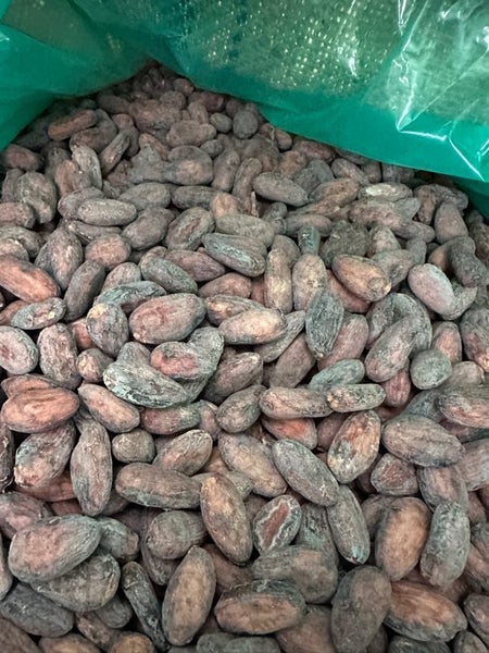 Raw Cacao Beans - Bulk 50kgs / Solomon Island’s Carousel 2