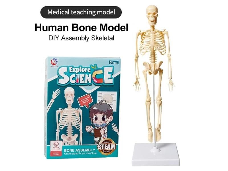 Joints Of Human Organ Bone Model DIY Assembly Skeletal Removable Structural Carousel 1