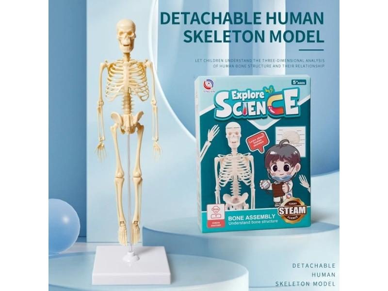Joints Of Human Organ Bone Model DIY Assembly Skeletal Removable Structural Carousel 2