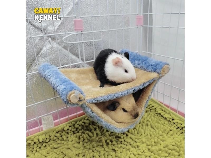 Pet Hammock For Small Animals Double Thick Plush Bed Nest Carousel 2