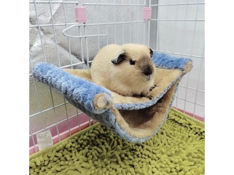 Pet Hammock For Small Animals Double Thick Plush Bed Nest Carousel 1