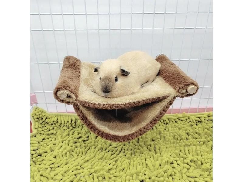 Pet Hammock For Small Animal - Double Thick Plush Warm Bed Nest Carousel 1