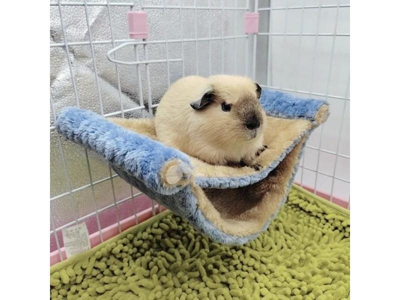 Small Pet Bed Carousel 1