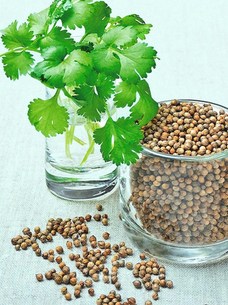 Coriander - Herb Seeds Carousel 2