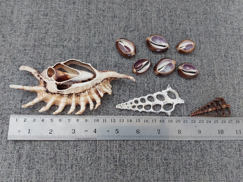 VARIETY CROSS-SECTIONED SEASHELLS | SEA SHELLS | COWRIE | SPIDER CONCH | TRUMPET Carousel 2