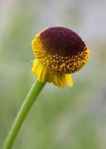 Helenium puperbulum lollipop flower seeds curious ball shaped heads Carousel 1