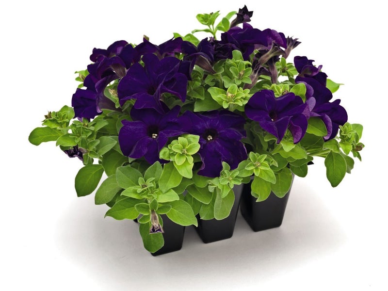 Petunia Three Sixty Blue 20 seeds Carousel 1