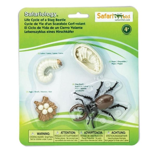 Safari Ltd Life Cycle of a Stag Beetle Carousel 1