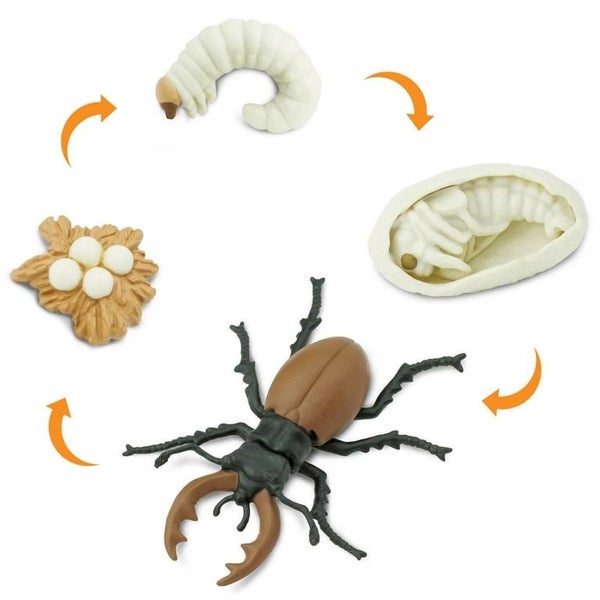 Safari Ltd Life Cycle of a Stag Beetle Carousel 2