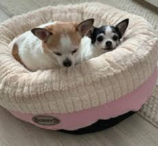 DOG BED SCRUFFS ELLEN DONUT DOG BED MEDIUM-LARGE 75cm PINK Carousel 2
