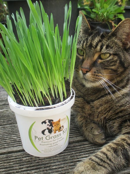 Pet Grass Seeds x 1 -Rabbits and Guinea Pigs love it! Carousel 1
