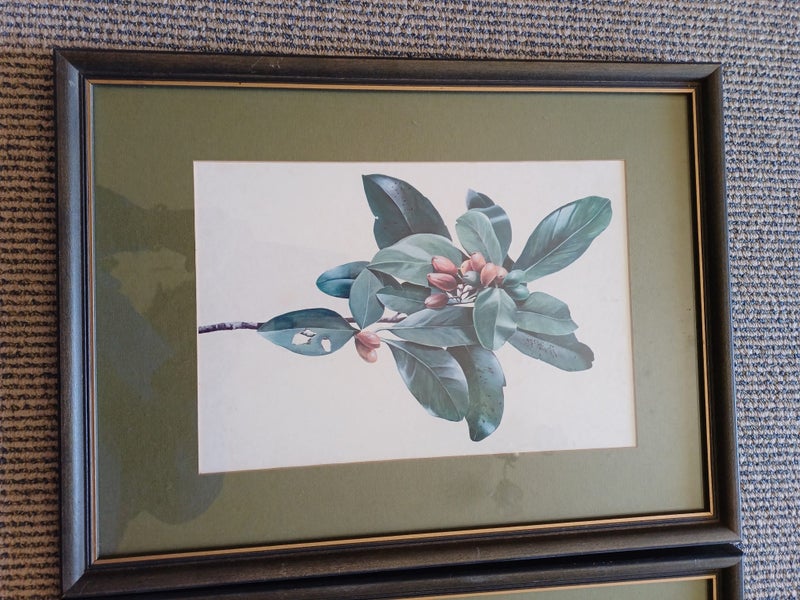 4 x vintage NZ native plant prints from TasmanGallery (Chch) Carousel 2