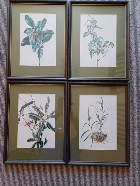4 x vintage NZ native plant prints from TasmanGallery (Chch) Carousel 1