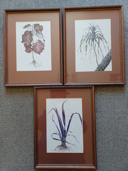 3 x vintage NZ native plant prints from Tasman Gallery (Chch) Carousel 1