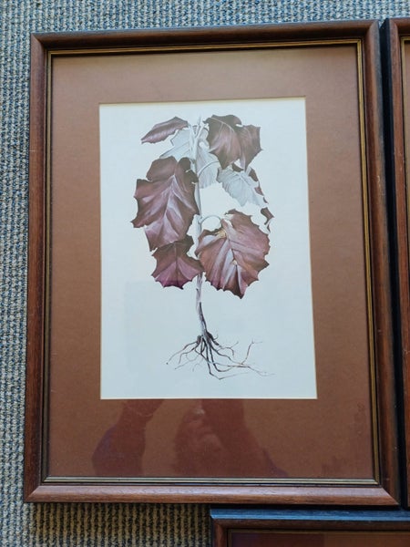 3 x vintage NZ native plant prints from Tasman Gallery (Chch) Carousel 2