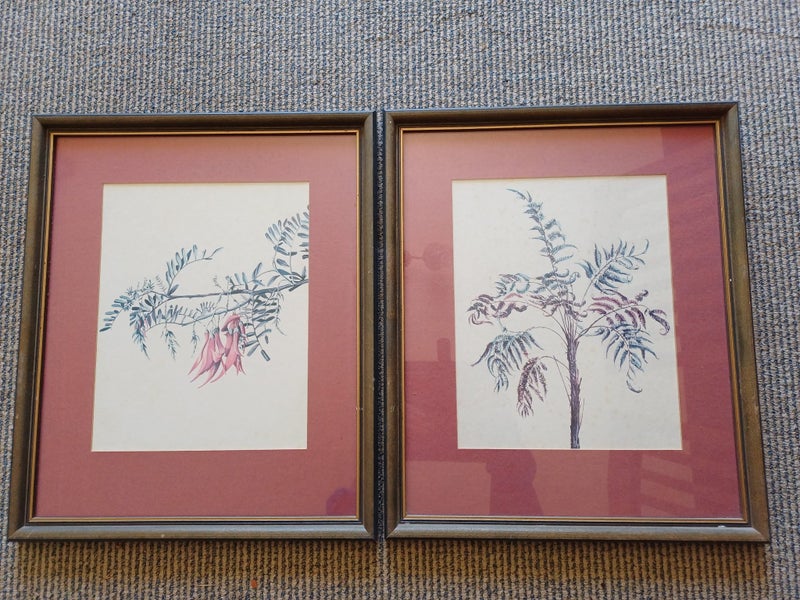 2 x vintage NZ native plant prints from Tasman Gallery (Chch) Carousel 1